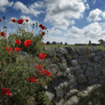 How Belgian Regions Influence Beer Styles: A Regional Overview