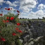 How Belgian Regions Influence Beer Styles: A Regional Overview